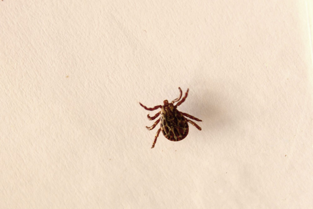Клещ Dermacentor reticulatus, самец.