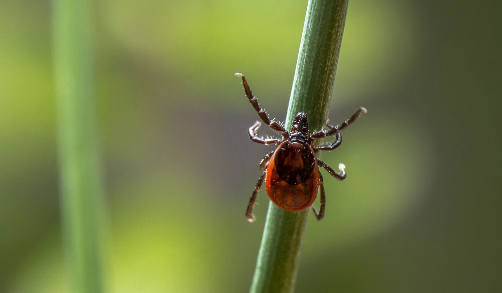 Собачий клещ Ixodes ricinus.