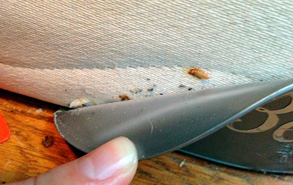 Здесь, кстати, эти же личинки могут очень сильно укусить.