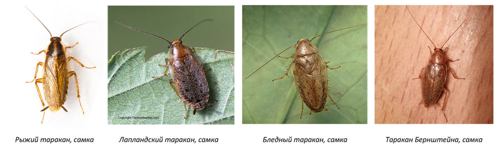 Самка рыжего таракана рядом с самками трех видов лесных тараканов.