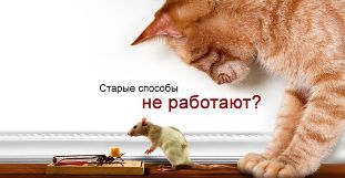 К чему приводит самостоятельное уничтожение крыс