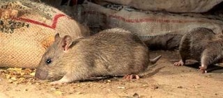 Обратившись в нашу компанию, вы получите быстрый и качественный результат за разумную цену в борьбе с грызунами